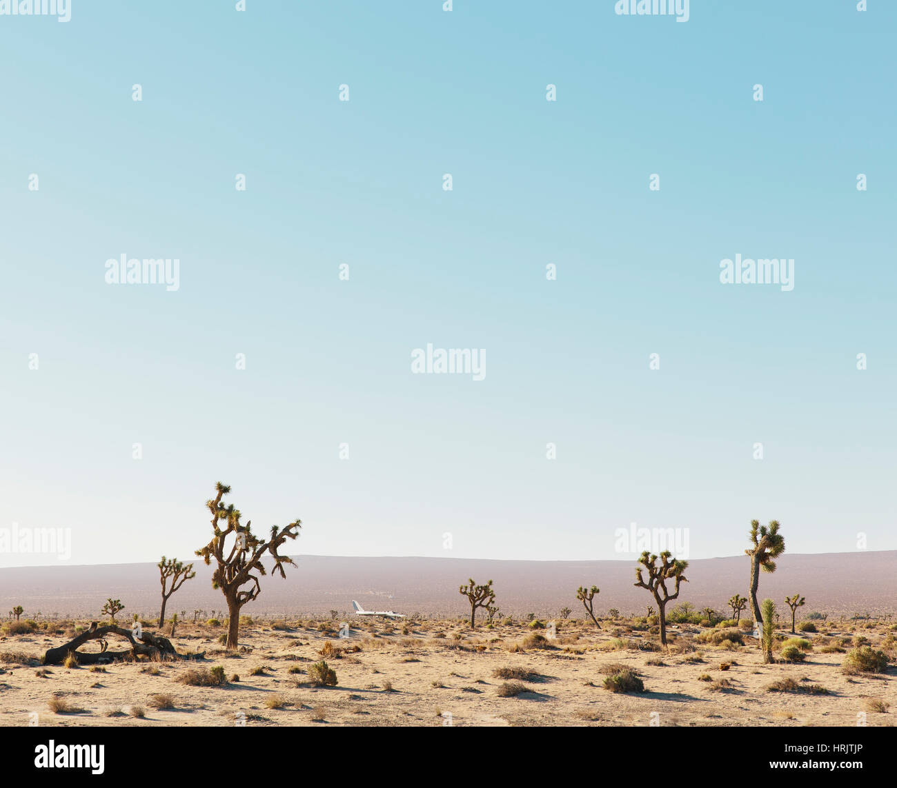 Kakteen Bäume wachsen in einer Wüstenlandschaft vor blauem Himmel. Stockfoto