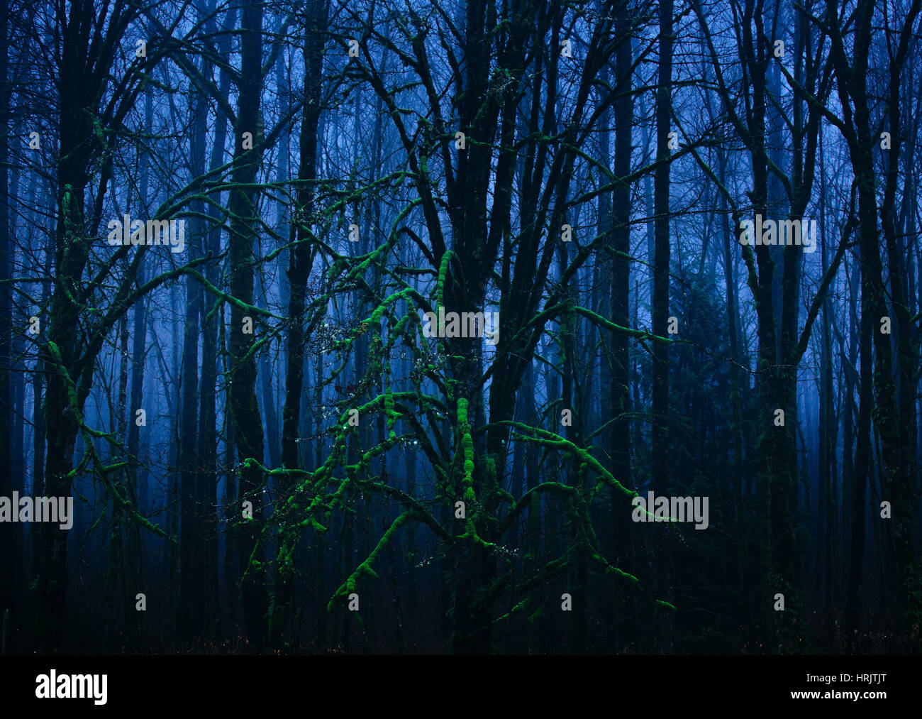 Ein Moos bewachsenen Baum in einem Wald in der Nacht. Stockfoto