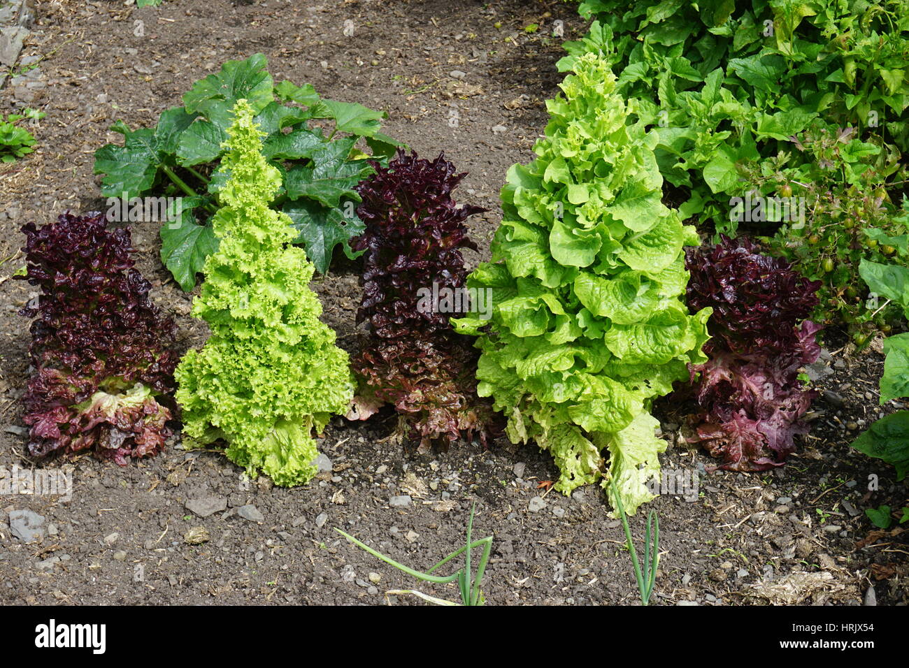 Geschraubte Salat Salate in einem Gemüsegarten Stockfoto