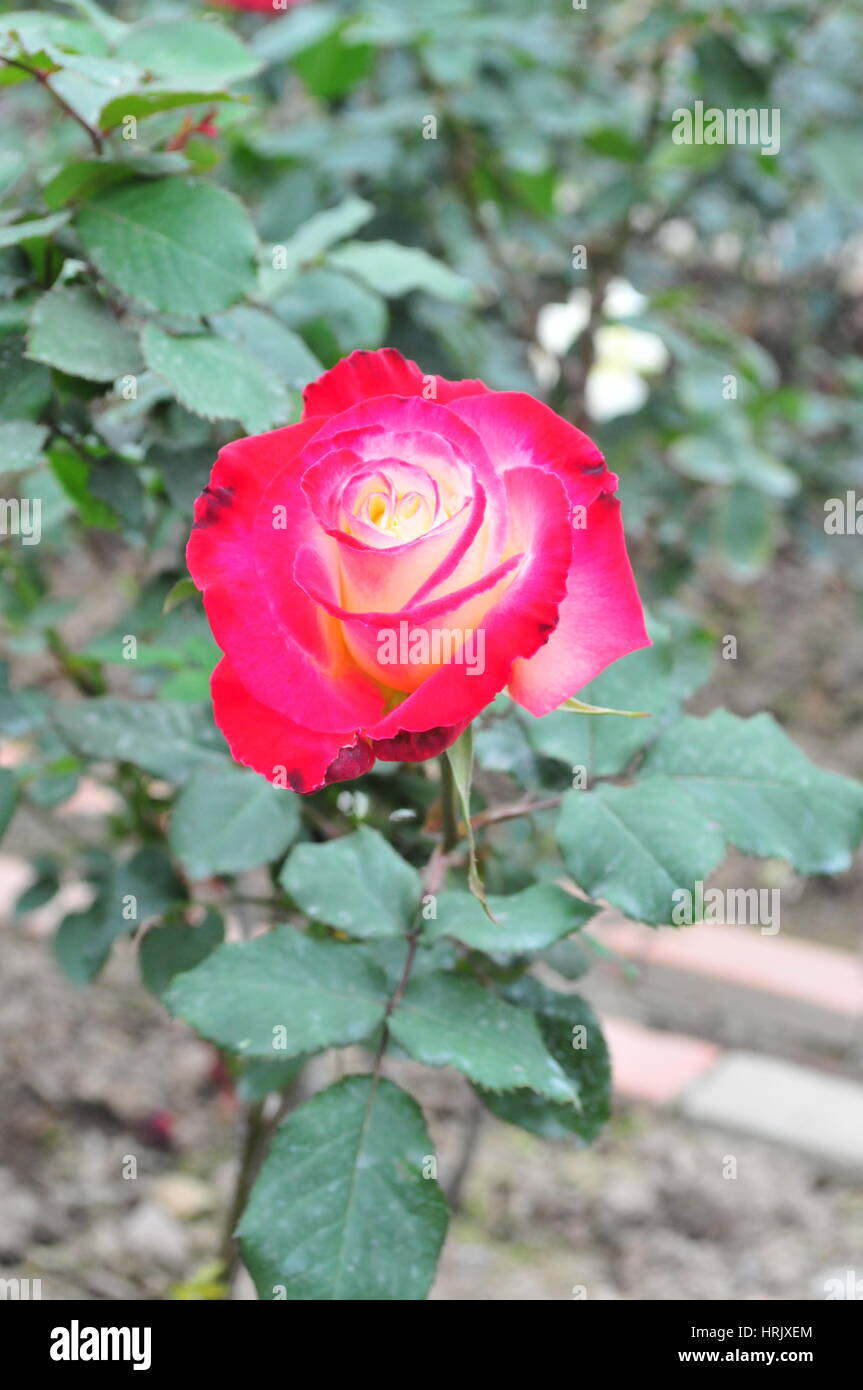 Eine einzelne Schönheit einer Rose Stockfoto