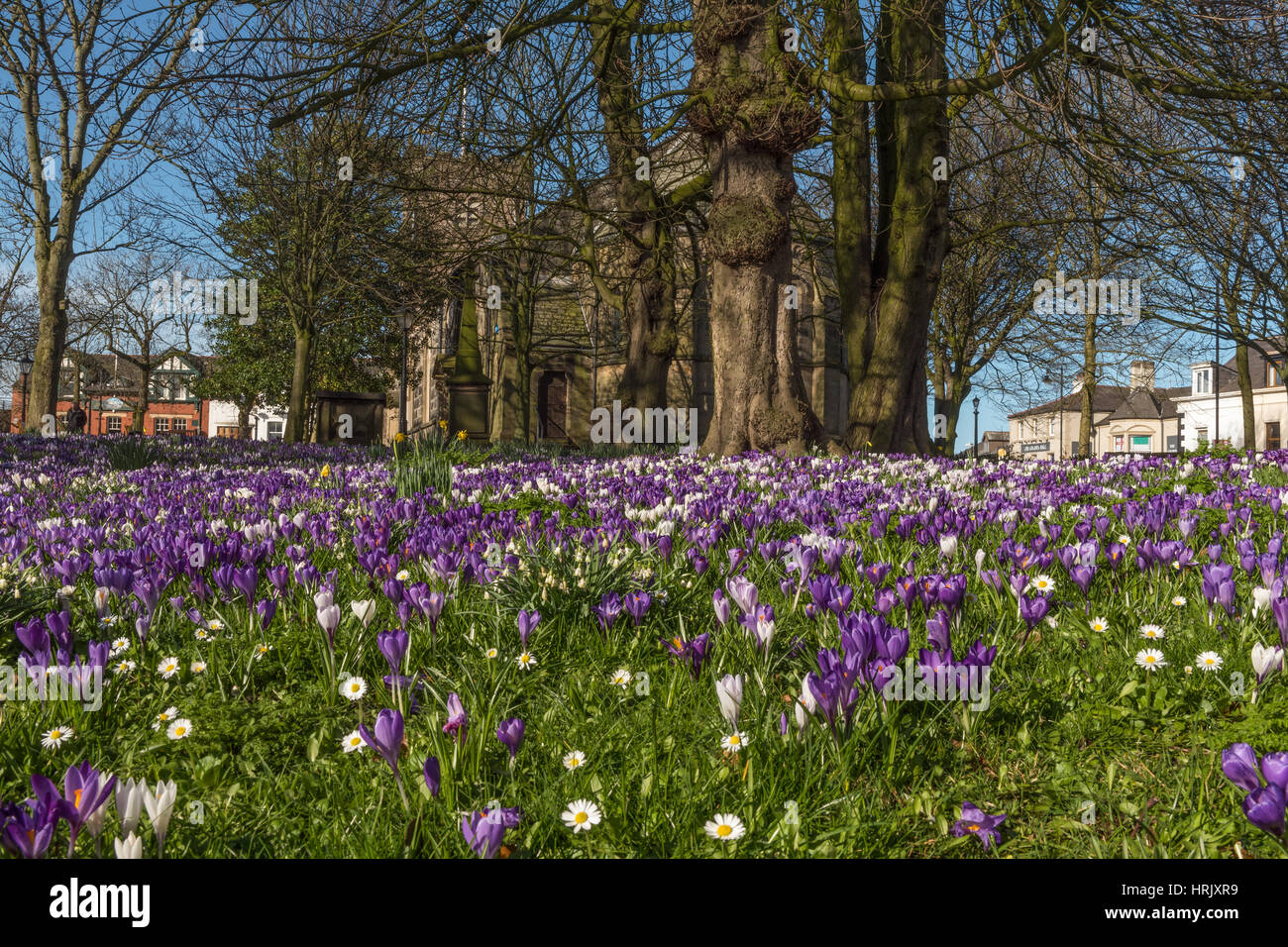 Ein Teppich von Krokus auf dem Friedhof in St.Chad in Poulton-le-Fylde Lancashire Stockfoto