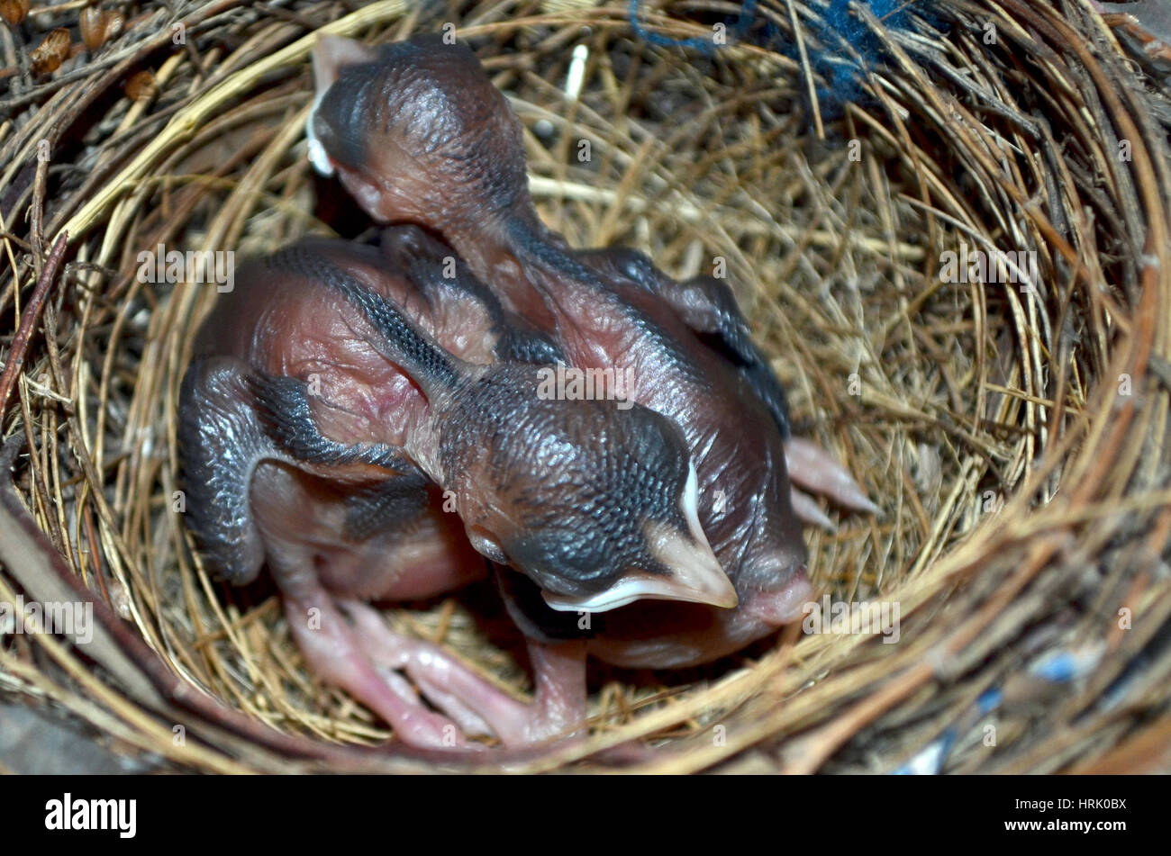 Jungvögel im Nest Stockfoto