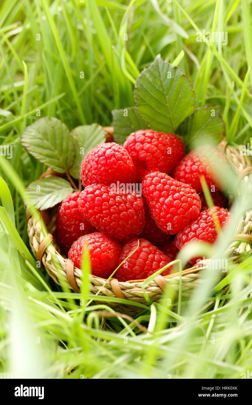 Himbeeren. Stockfoto