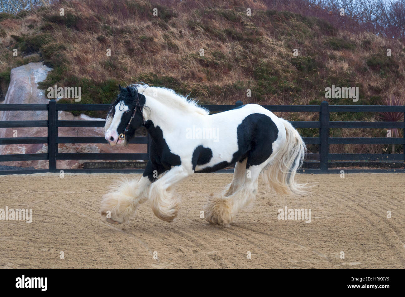 Herr des Tanzes ist ein herausragendes Beispiel für einen echten traditionellen Irish Cob Hengst. Stockfoto