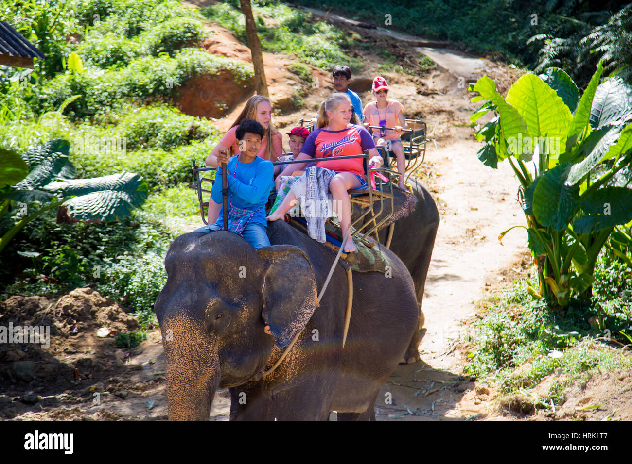 Thailand, Phuket - 19. Februar 2017: Elefanten-trekking durch den Dschungel in Thailand Stockfoto