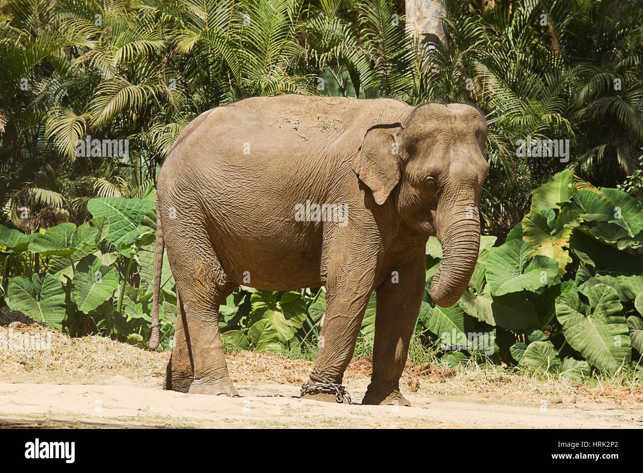 Foto von einem Erwachsenen weiblichen asiatischen Elefanten stehen draußen unter der Sonne an einem sonnigen Tag in Bangalore Indien Stockfoto