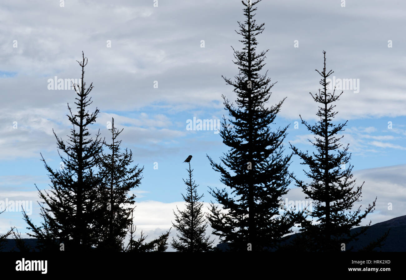 Nördlichen Sperbereule (Surnia Ulula) hoch oben auf einem Baum im Parc De La Gaspesie, Quebec, Kanada Stockfoto