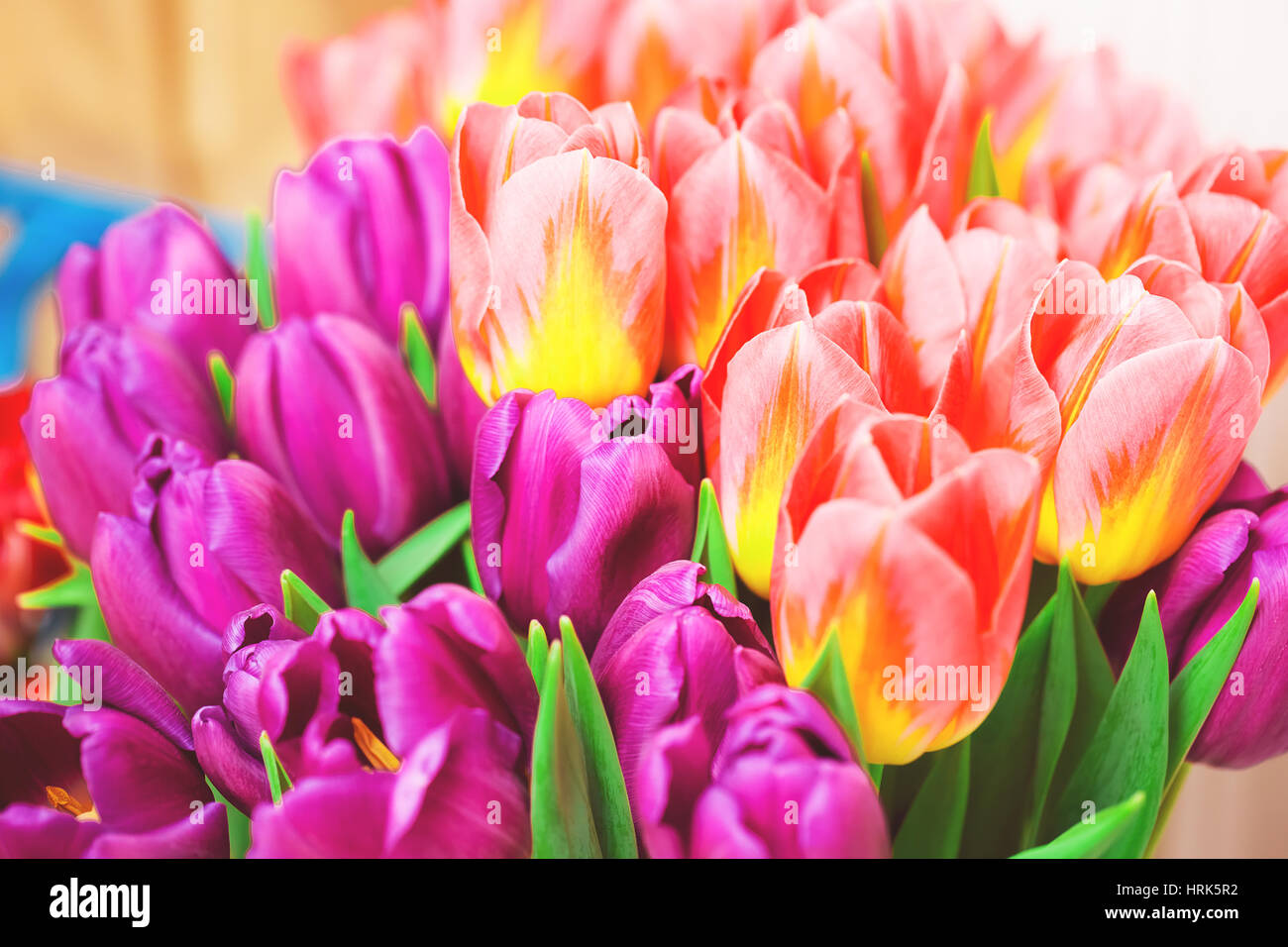 Schöne rosa und lila Tulpen. Ein Blumenstrauß am 8. März, oder zum Valentinstag Stockfoto