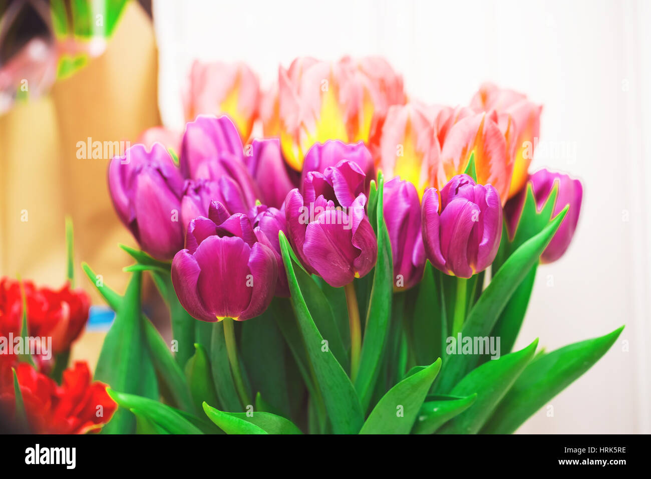 Schöne rosa und lila Tulpen. Ein Blumenstrauß am 8. März, oder zum Valentinstag Stockfoto