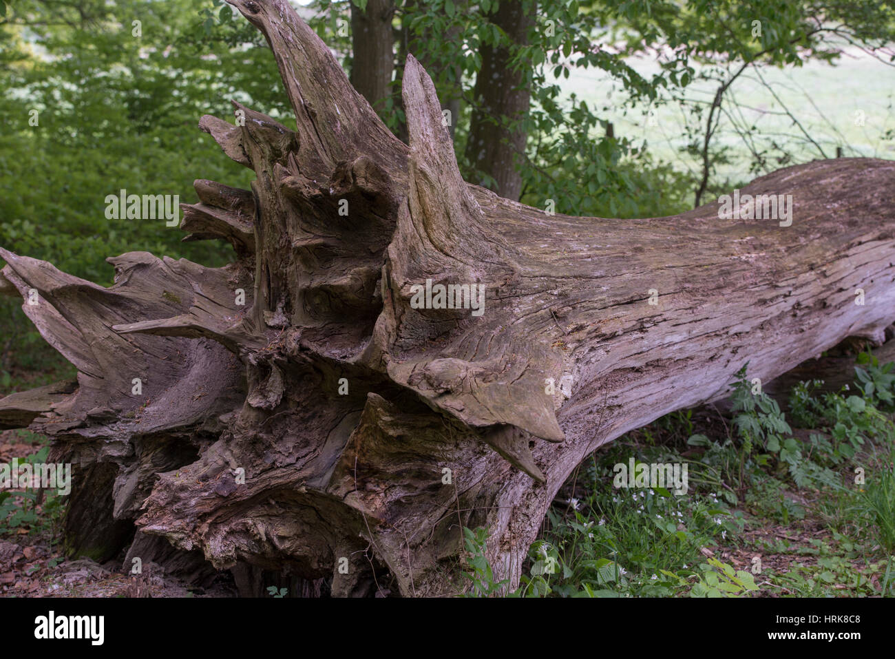 Root-Ende eine alte Buche, die durch einen Sturm gefällt Stockfoto
