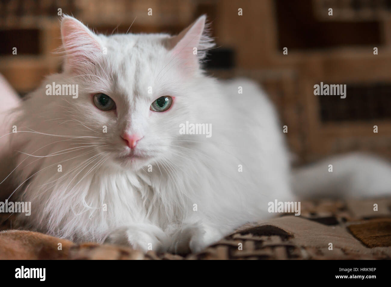 weiße Katze Stockfoto