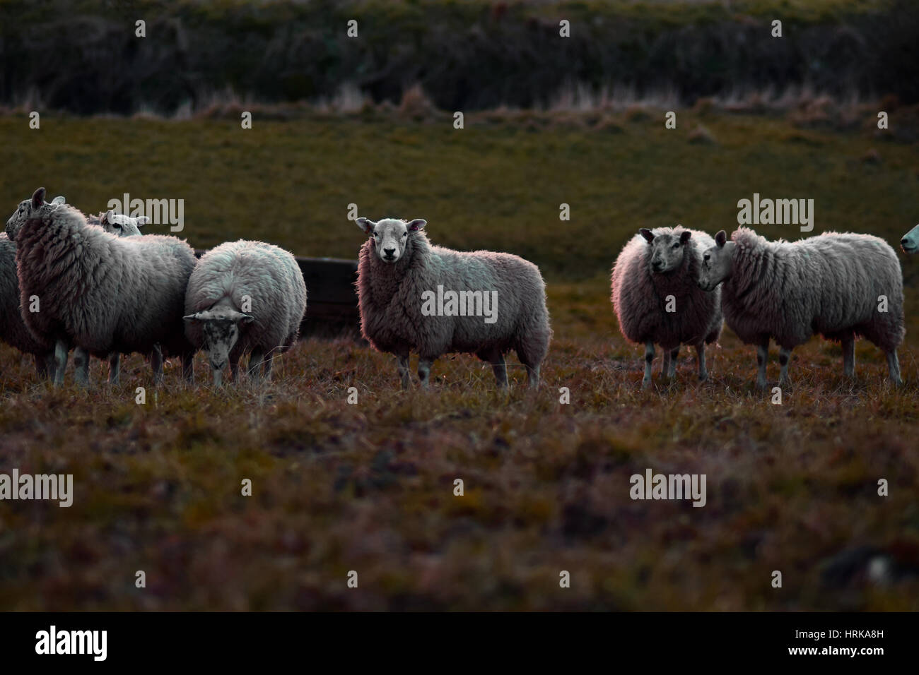 Schafe in die schöne Naturerlebnisse Stockfoto