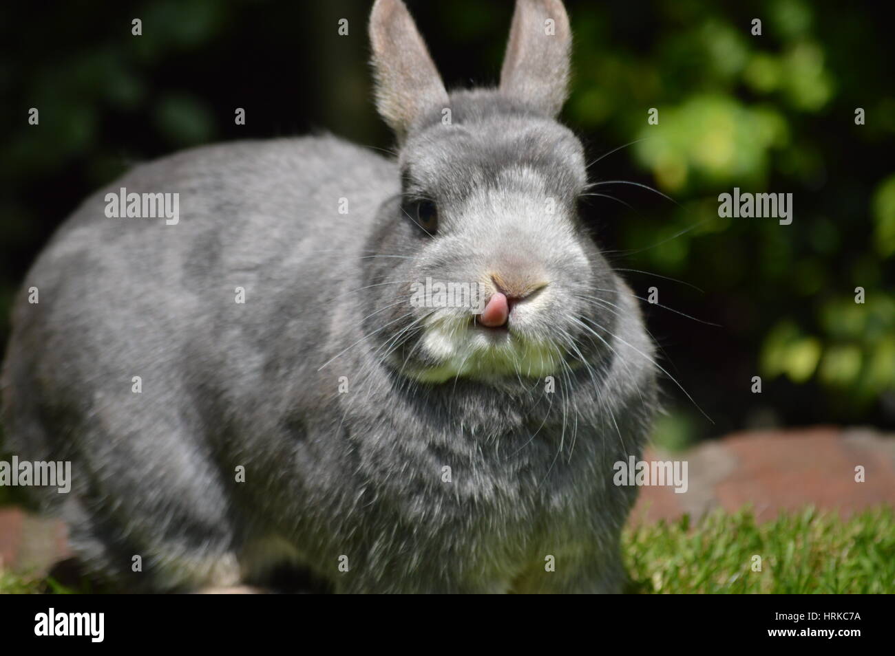 Zwergkaninchen osterhase Fotos und Bildmaterial in hoher Auflösung