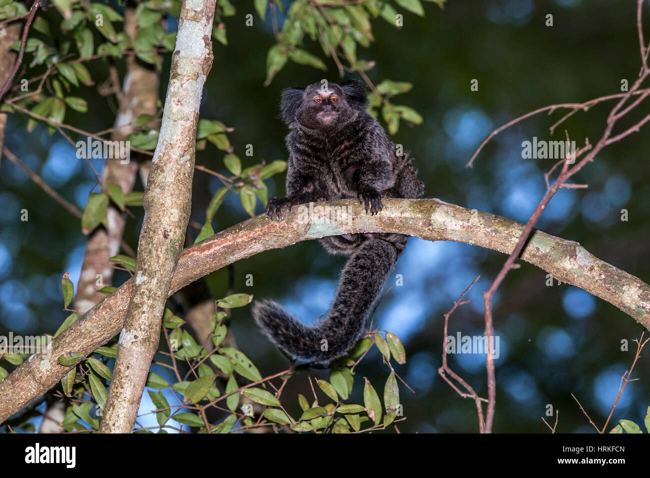 Hybrid Marmoset. Sie sind eine Mischung aus 2 Arten von Marmoset der Gattung Callithrix, Krallenaffen der Familie Callitrichidae. In Sant fotografiert Stockfoto