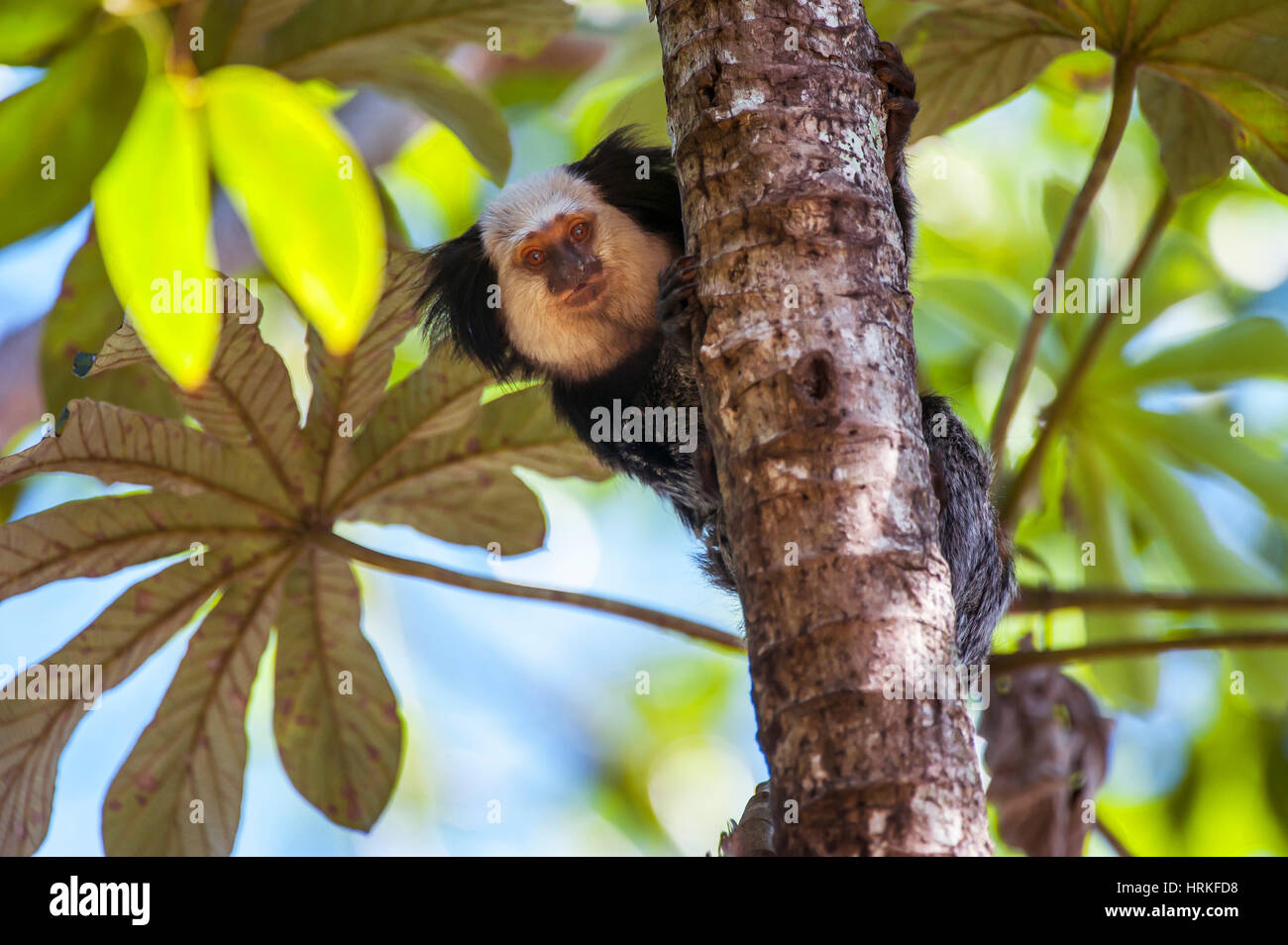 Gescheckte Marmoset (Callithrix Geoffroyi) fotografiert in Linhares / Sooretama, Espírito Santo, Brasilien. Stockfoto