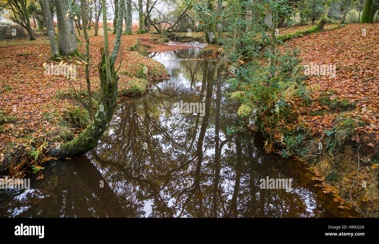 Ein Bach durch den New Forest National Park Stockfoto