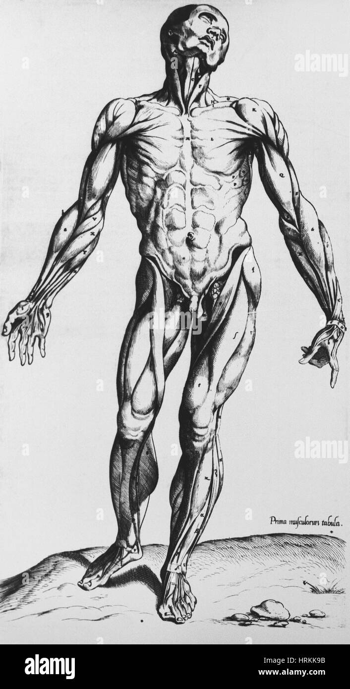 Muskulatur des menschlichen Körpers Stockfoto