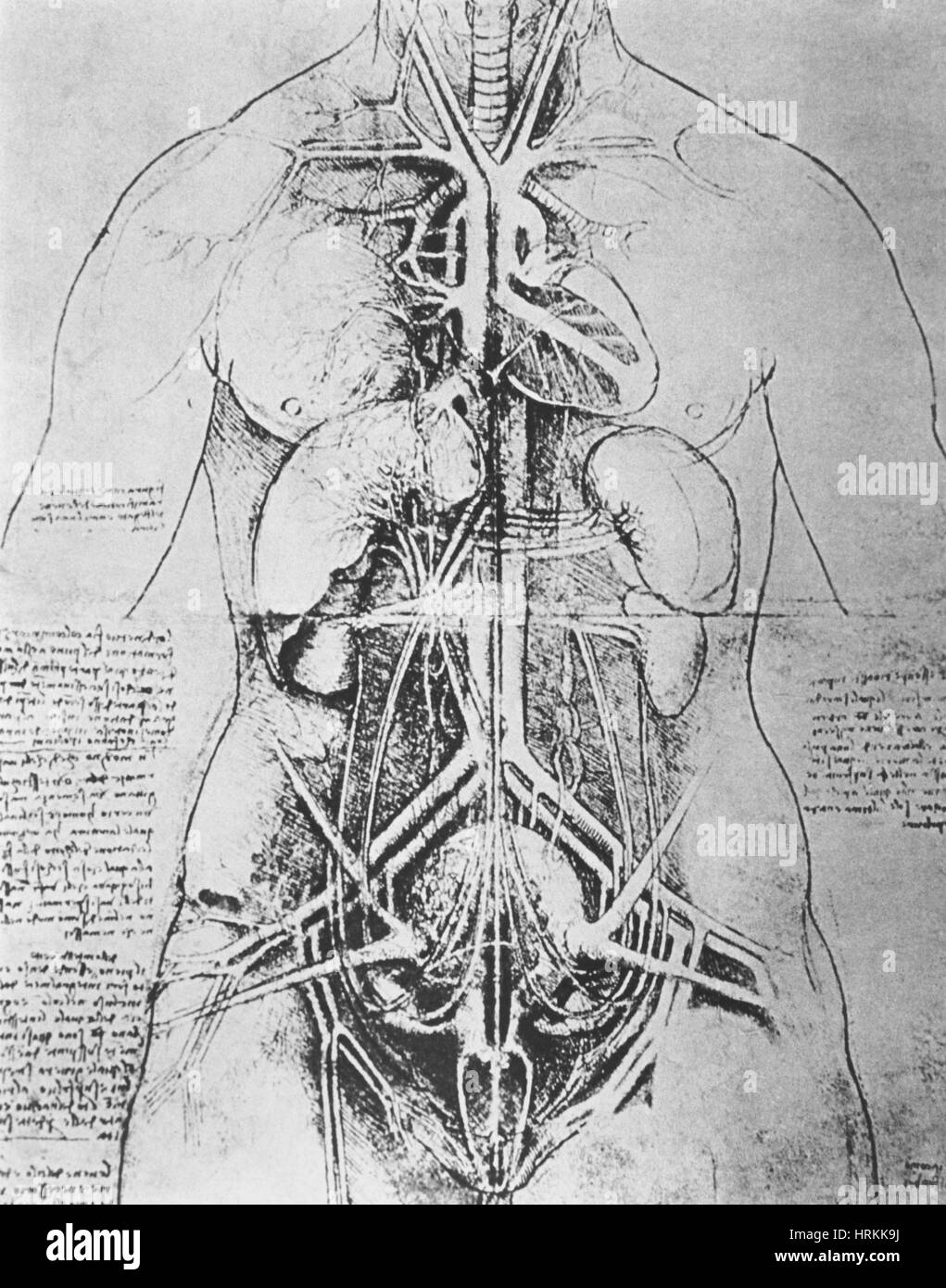 Anatomische Abbildung Stockfoto