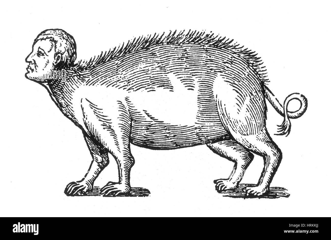 Menschliche Monster, Schwein-Mann, 16. Jahrhundert Stockfoto