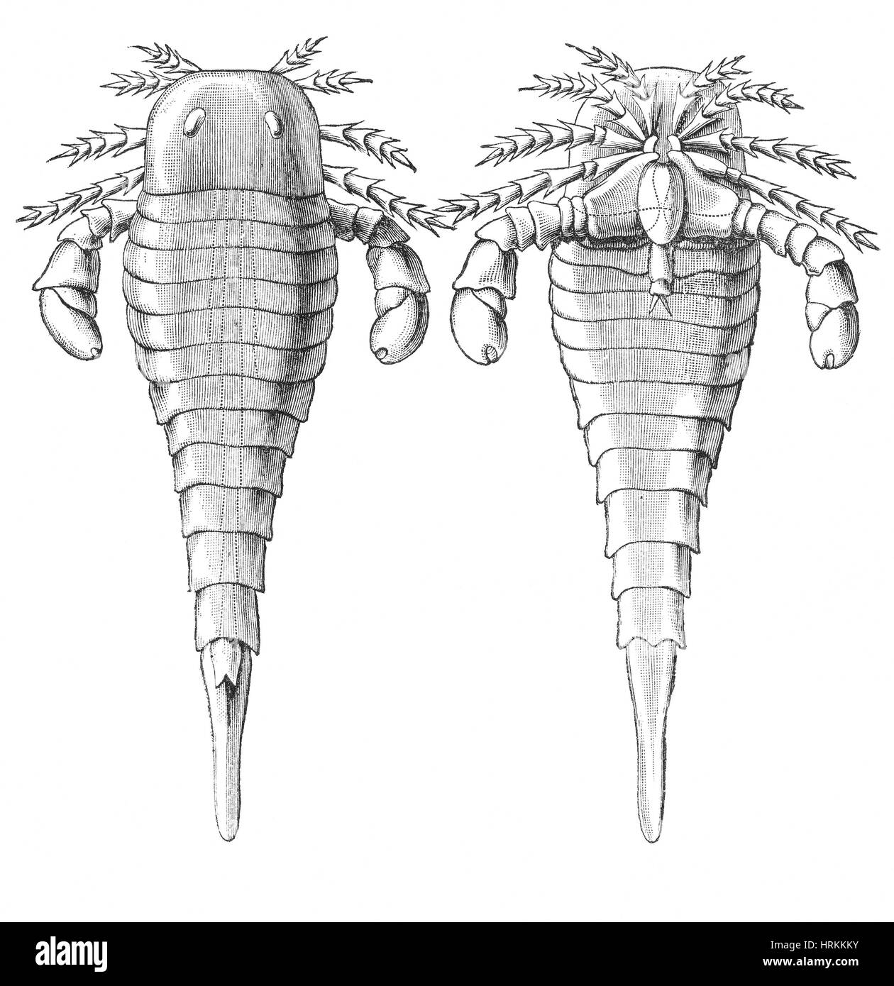 Silurian Eurypterid Stockfoto