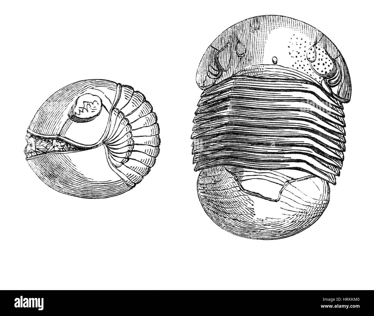 Silurian Trilobit Stockfoto