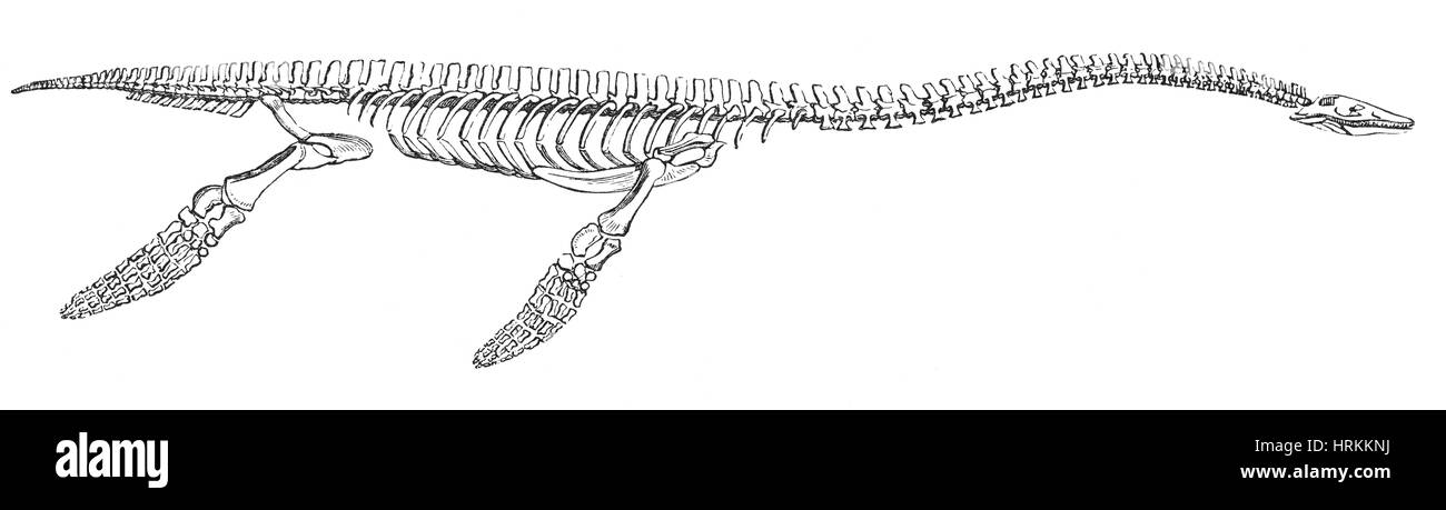 Plesiosaurus Stockfoto