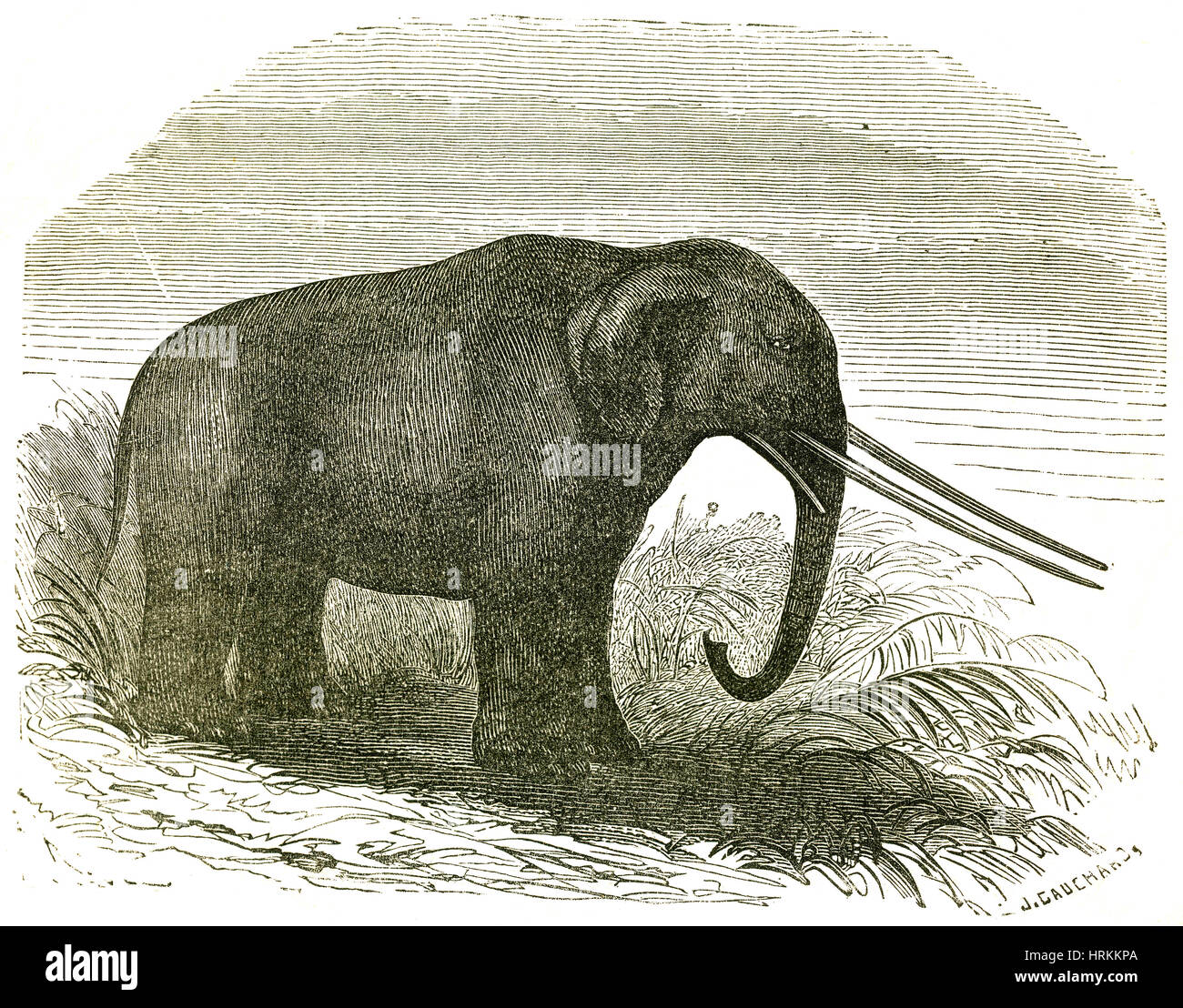 Mastodon tier Fotos und Bildmaterial in hoher Auflösung Alamy