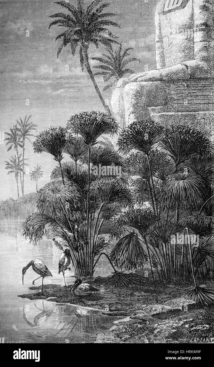Ägyptischen Papyrus Stockfoto