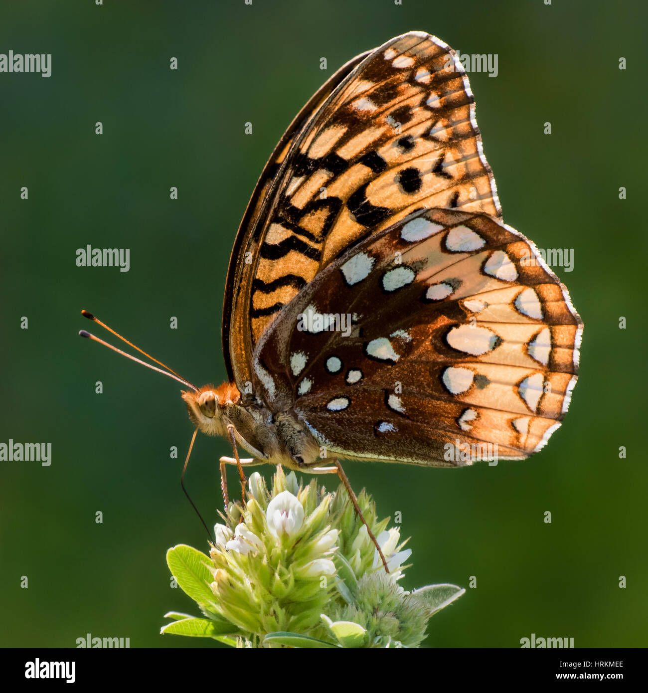 Profilbildnis eines Schmetterlings Aphrodite Fritillary Stockfoto