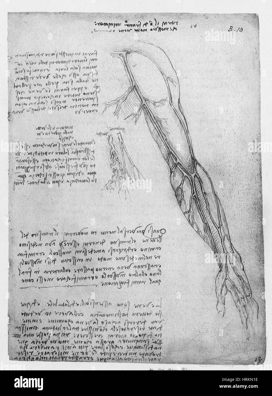 Da Vinci oberflächliche Gefäße des Arms Stockfoto