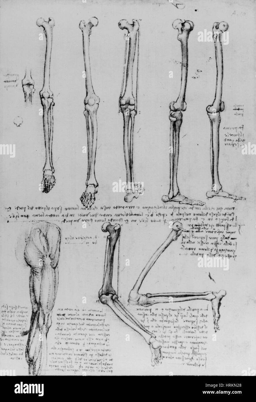 Da Vinci anatomische Zeichnungen Stockfoto