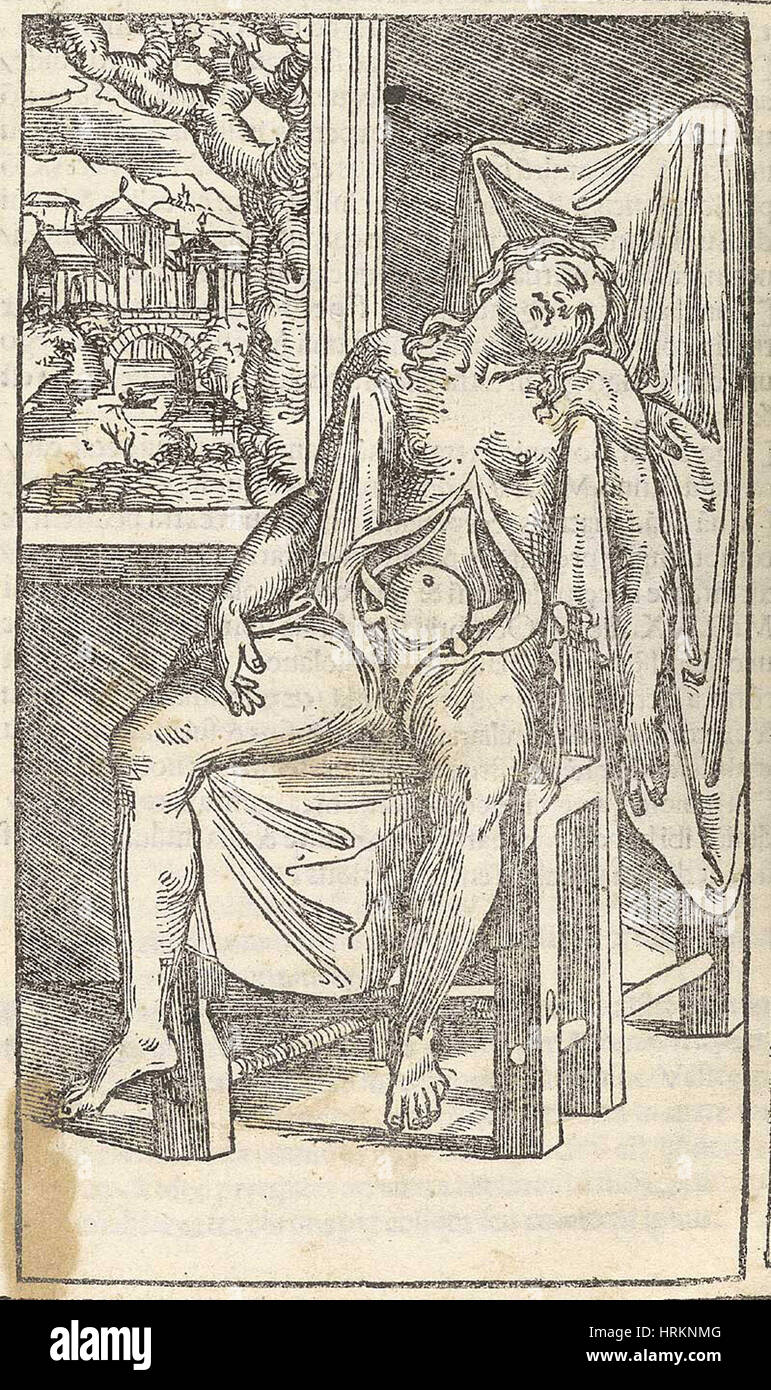 Historische anatomische Abbildung Stockfoto