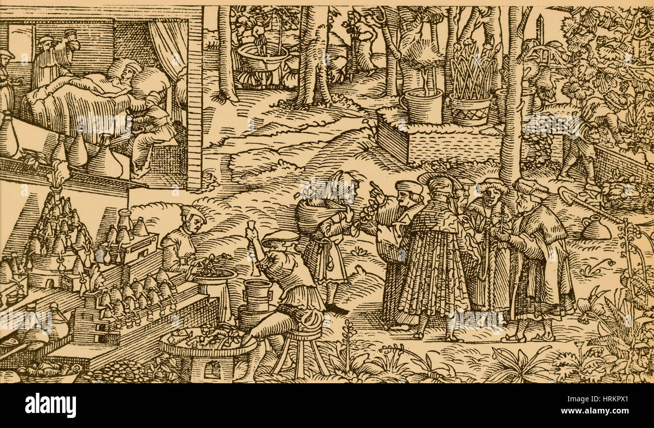 Medizinische Kräuteranbau, 16. Jahrhundert Stockfoto