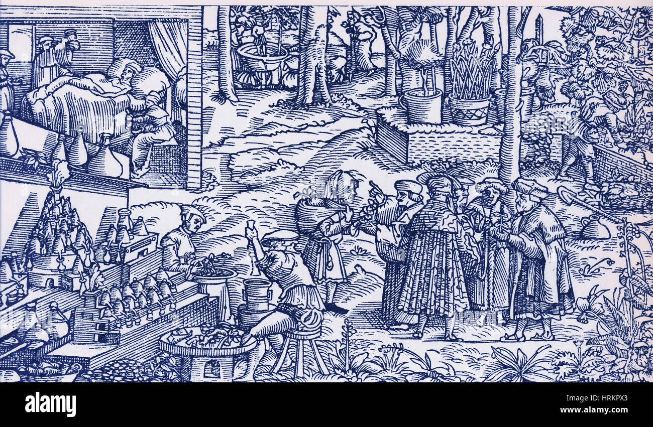 Medizinische Kräuteranbau, 16. Jahrhundert Stockfoto
