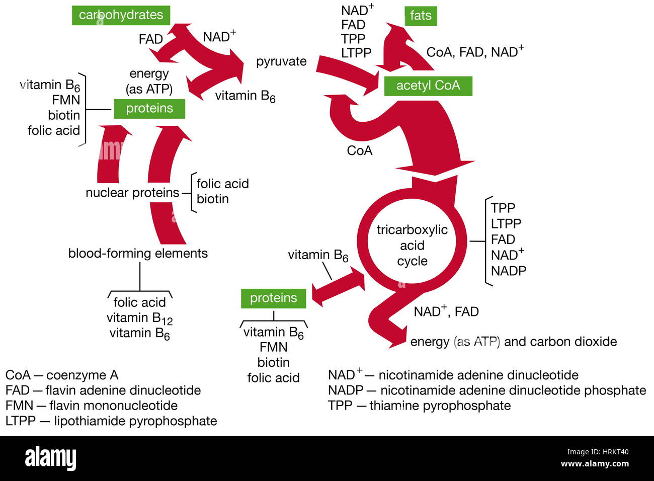 Funktionen der B-Vitamin-Coenzyme im Stoffwechsel. Stockfoto