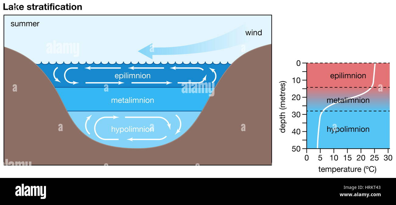 See-Schichtung. Die Division eines Sees zwischen Epilimnion, Metalimnion und Hypolimnion. Biosphäre, Binnengewässer Ökosystem, Temperatur Stockfoto