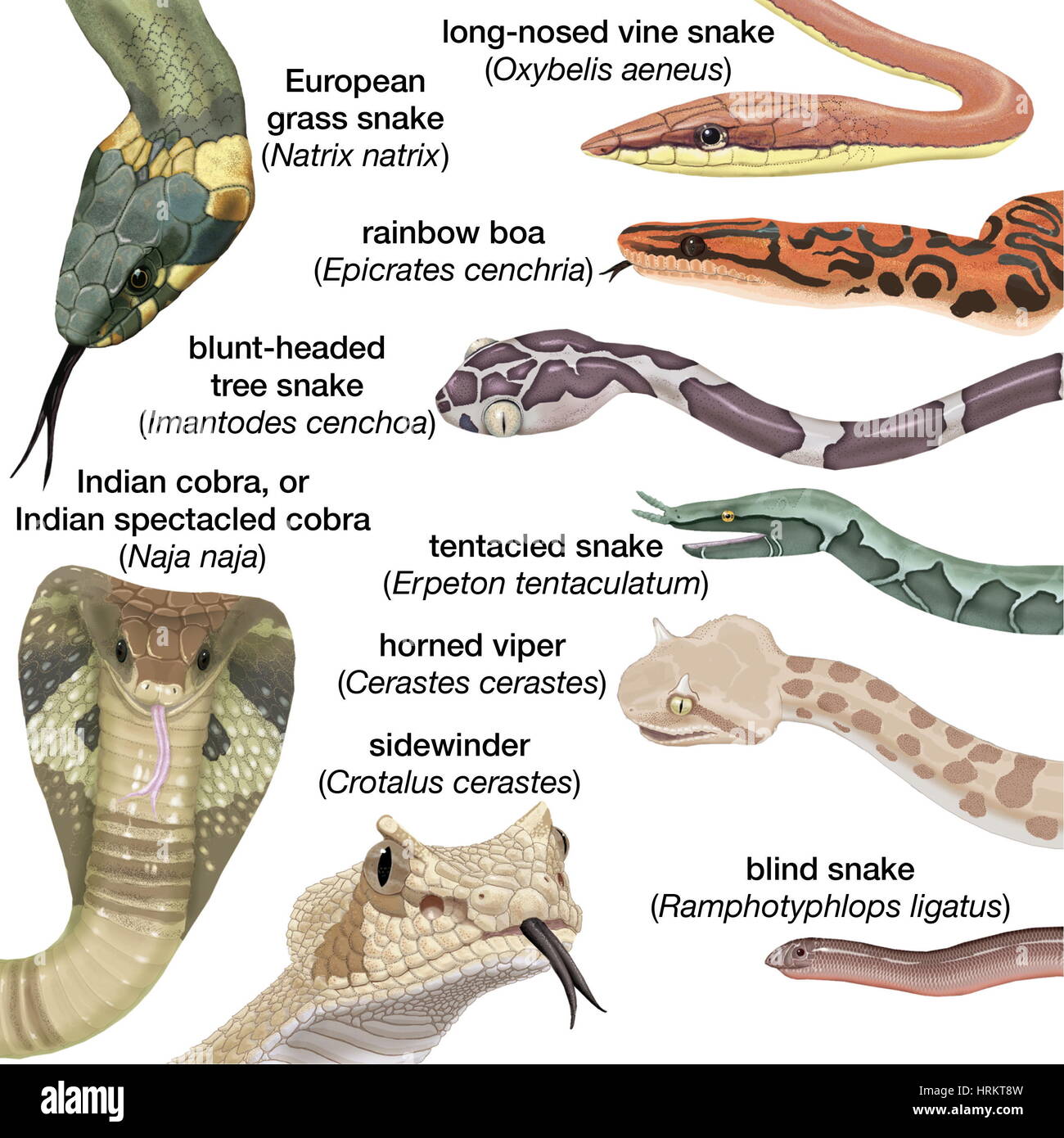 Europäischen Ringelnatter (Natrix), Langnasen-Rebe s. (Oxybelis), unter der Leitung von Blunt Baum s. (Imantodes), Tentakeln s. (Erpeton), blind s. (Ramphotyphlops) Stockfoto