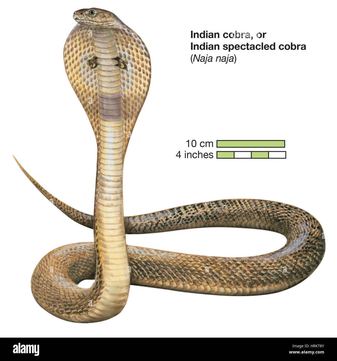 Schlange / indische Kobra oder indischen spectacled Cobra / Naja Naja / Reptil / Serpentes. Stockfoto