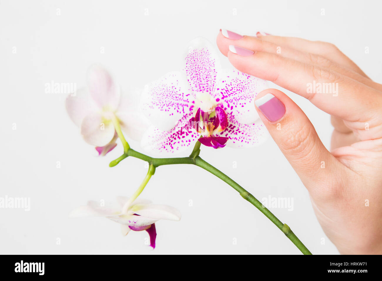 Nahaufnahme der weiblichen Hände Zweigstelle des wunderschönen Orchideenblüten isoliert auf weißem Hintergrund. Mit französischen Frühling Maniküre Nagel.  Horizontale Farbe p Stockfoto