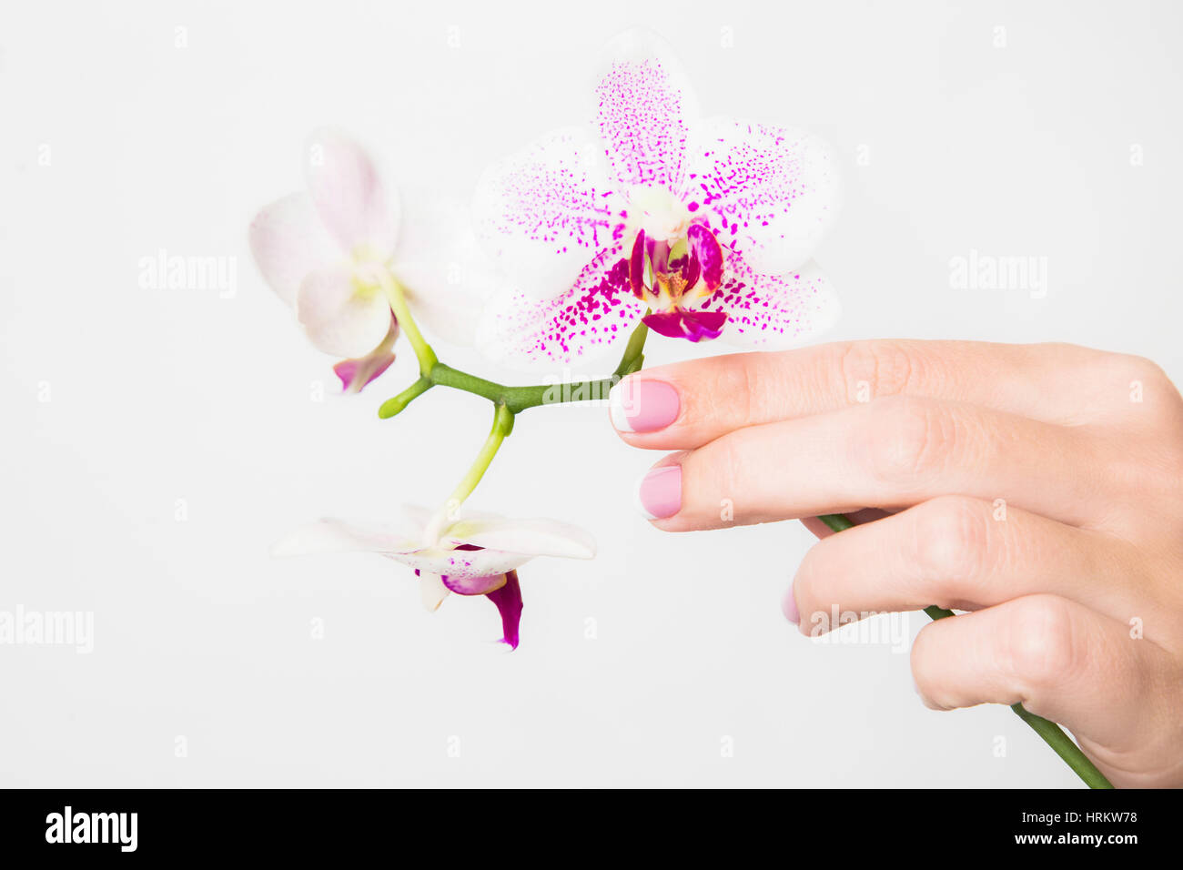 Nahaufnahme der weiblichen Hände Zweigstelle des wunderschönen Orchideenblüten isoliert auf weißem Hintergrund. Mit französischen Frühling Maniküre Nagel.  Horizontale Farbe p Stockfoto