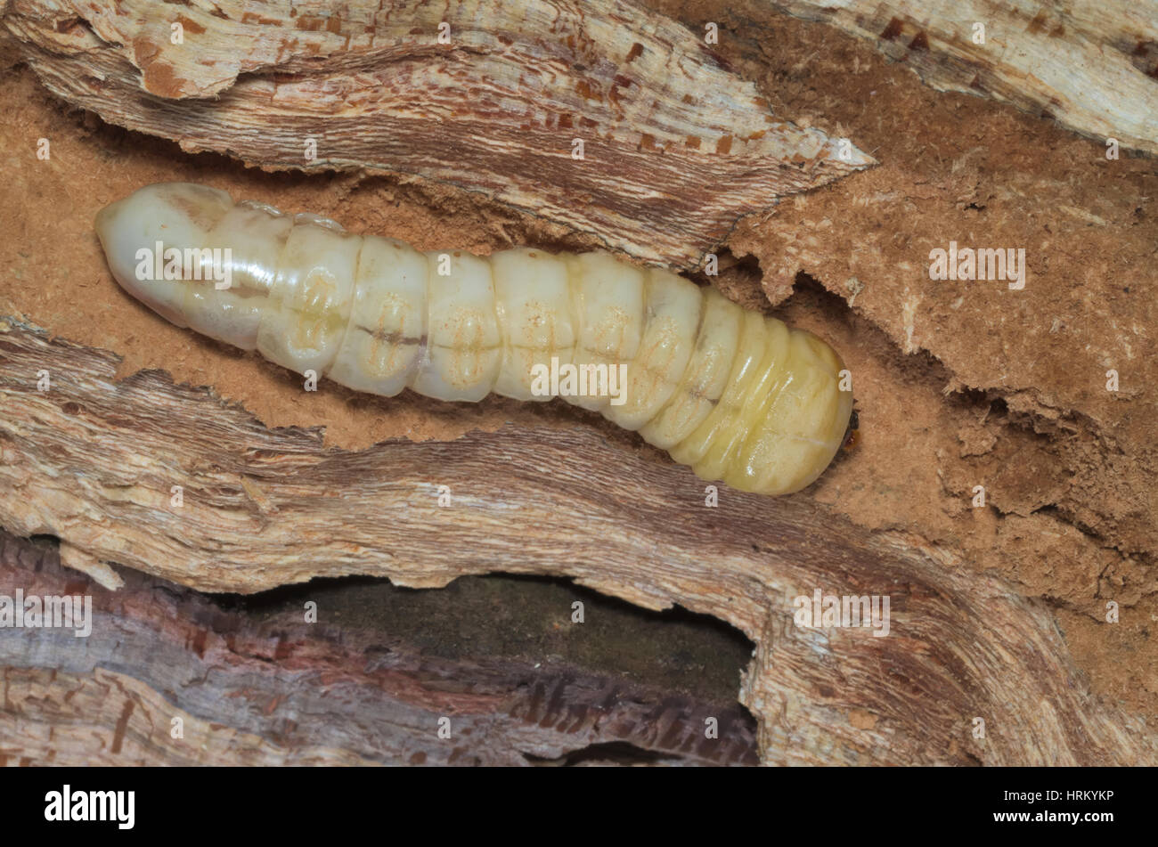 Erweiterte Larvenstadium ein Hirschkäfer (Lucanus Cervus) wächst in Totholz eines alten Baumes Stockfoto