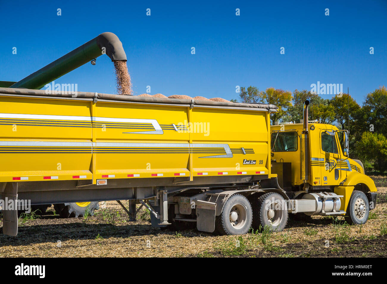 Entladung essbaren Bohne Puls Ernte auf dem Froese-Bauernhof in der Nähe von Winkler, Manitoba, Kanada. Stockfoto