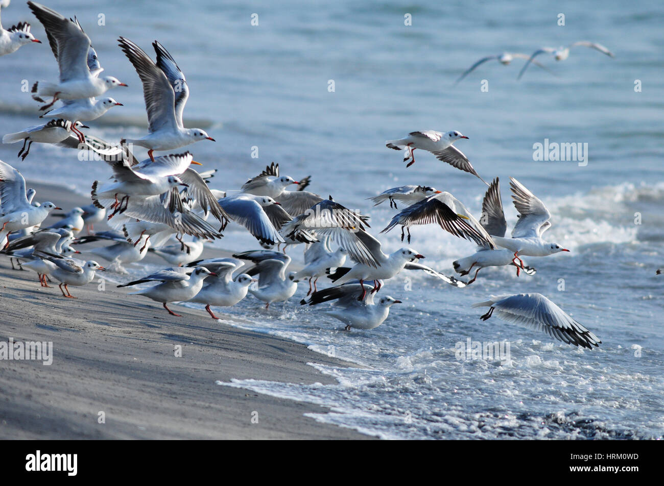 Lachmöwen im Flug Stockfoto