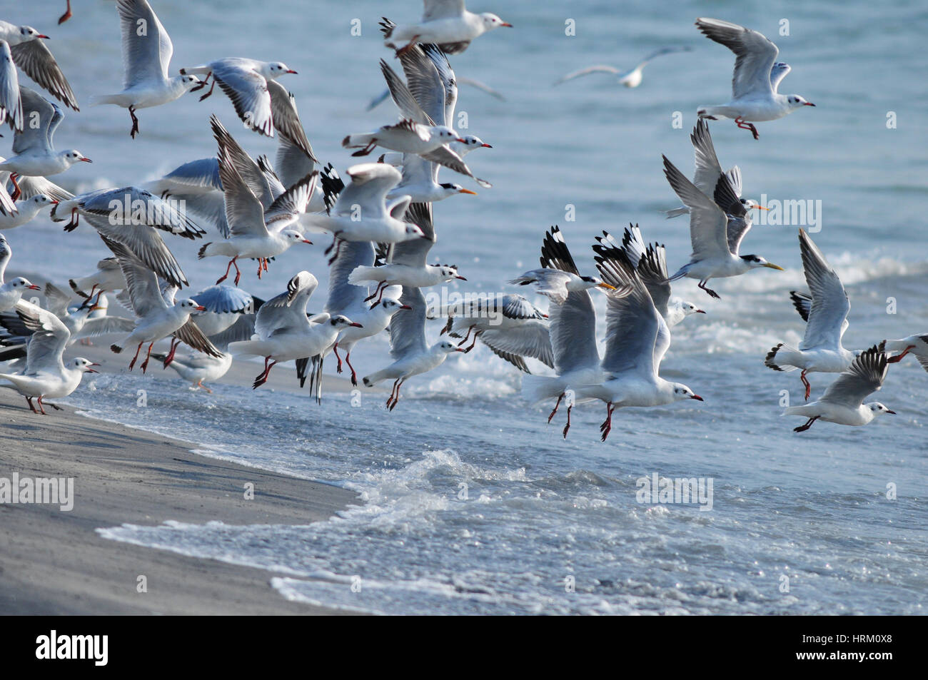 Lachmöwen im Flug Stockfoto