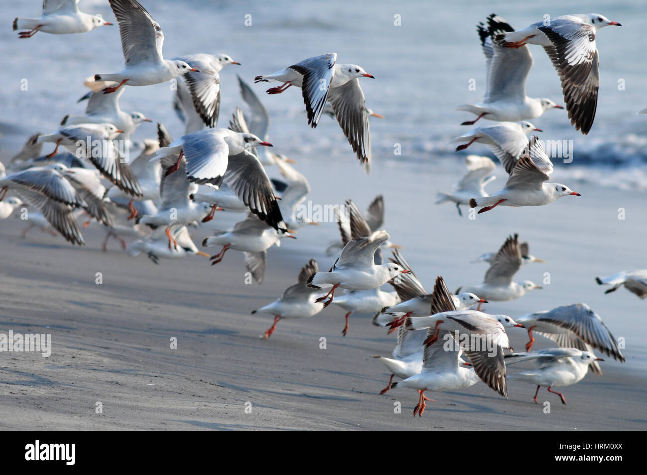 Lachmöwen im Flug Stockfoto