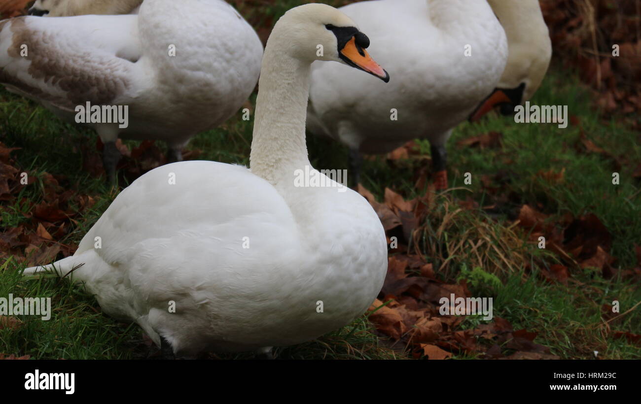 Schöner Schwan saß auf dem Rasen in Pittville Park, Cheltenham, Großbritannien Stockfoto