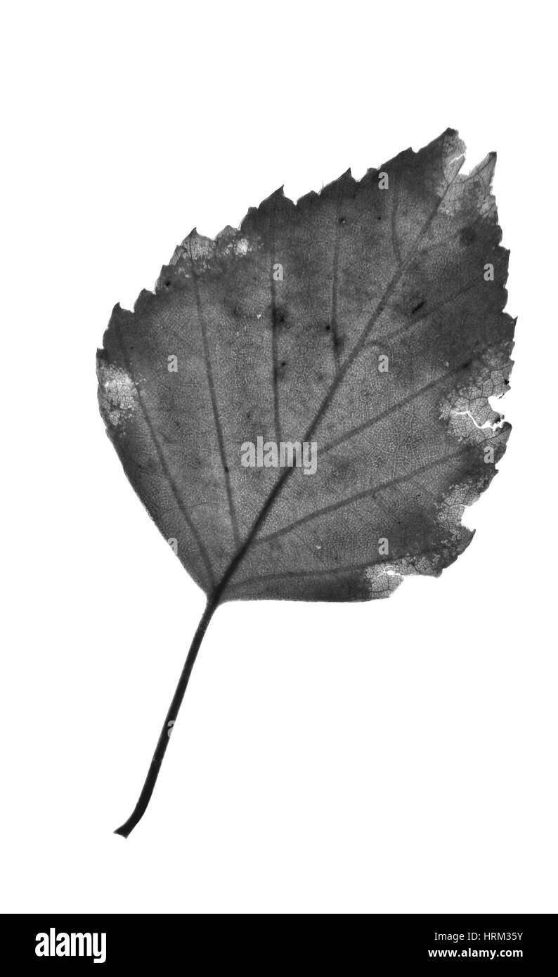 Monochrom nahe Ansicht des Blattes auf weißem Hintergrund Stockfoto