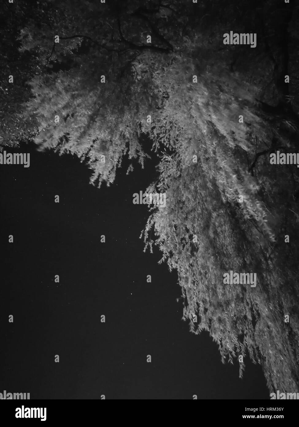 Niedrigen Winkel Ansicht des Baumes in Nacht erschossen Stockfoto