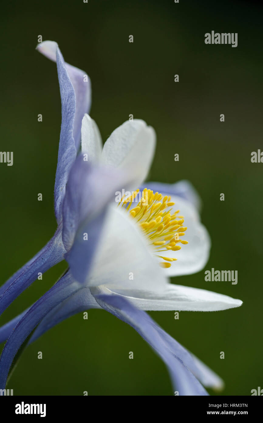 Blaue Akelei (Aquilegia Caerulea), Colorado USA Stockfoto