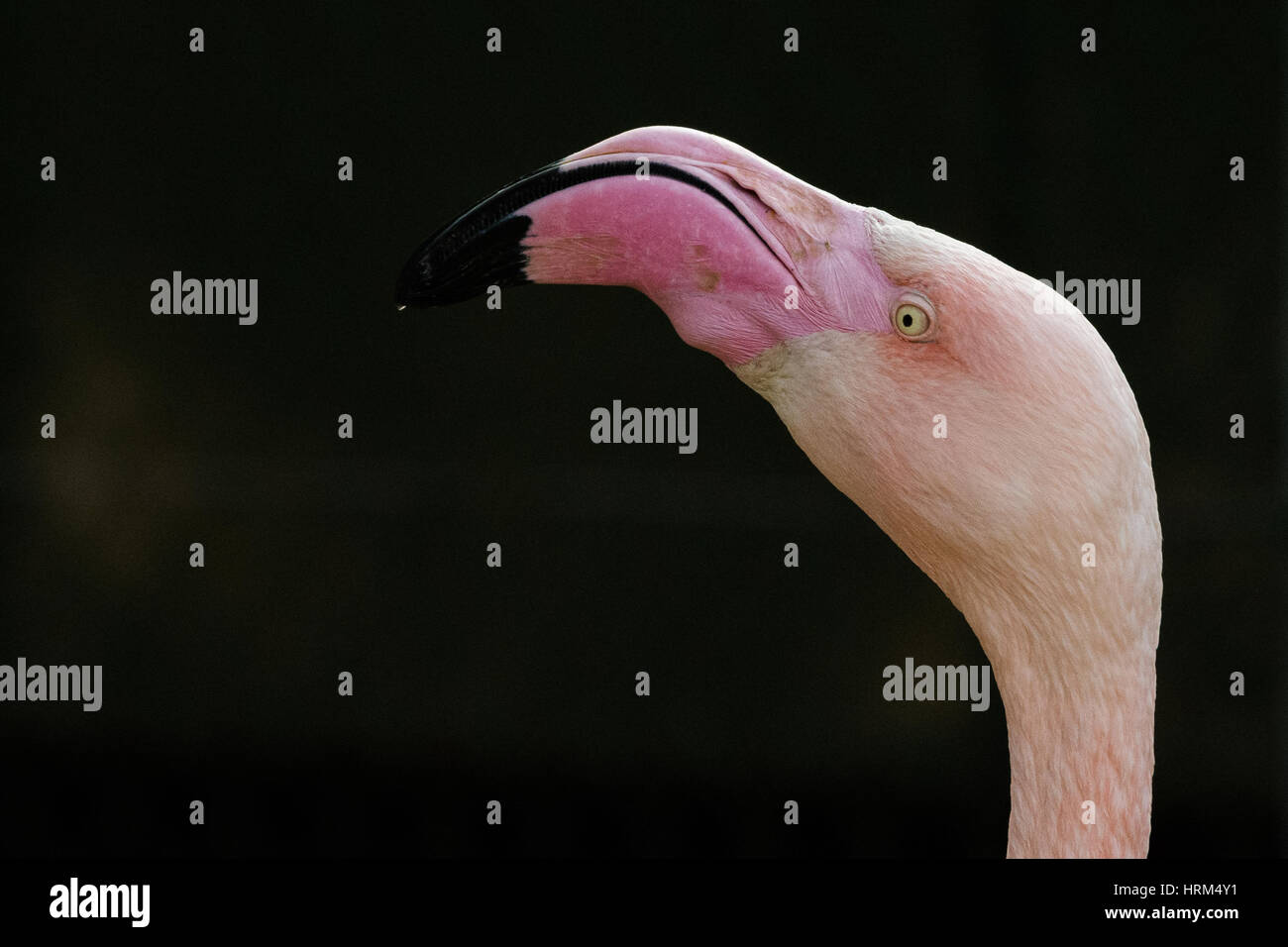 Portrait von roten Flamingos, rosa gefärbten Vogel, großen, exotischen Vogel, dunklen Hintergrund. Schnabel und Augen Stockfoto